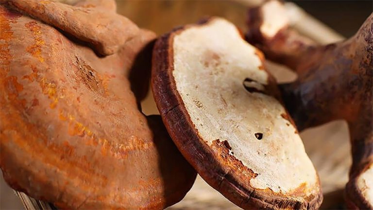 phan biet linh chi that gia